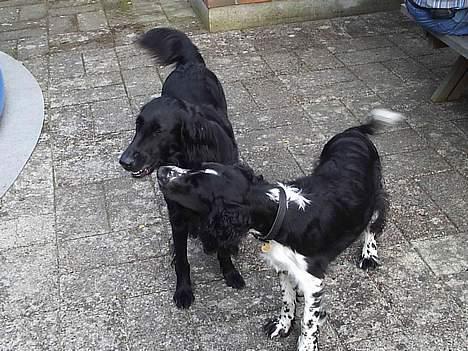 Flat coated retriever belli DøD - Ihh altså... BØRN billede 3