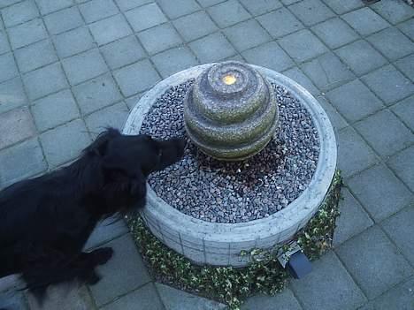 Flat coated retriever belli DøD - Drikker billede 4