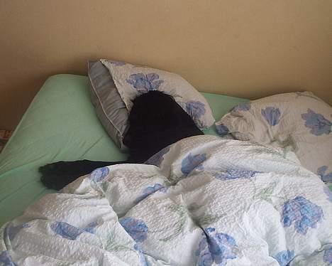 Flat coated retriever belli DøD - Hund som ejer billede 5