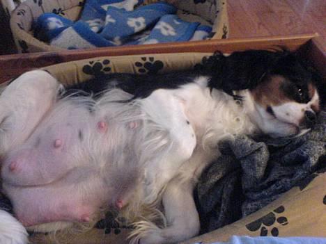 Cavalier king charles spaniel SAMMIE :) - her er sammie´s tykke mave.. hun har veer på billedet... Lille Pus...holdte hende i poten!! billede 16