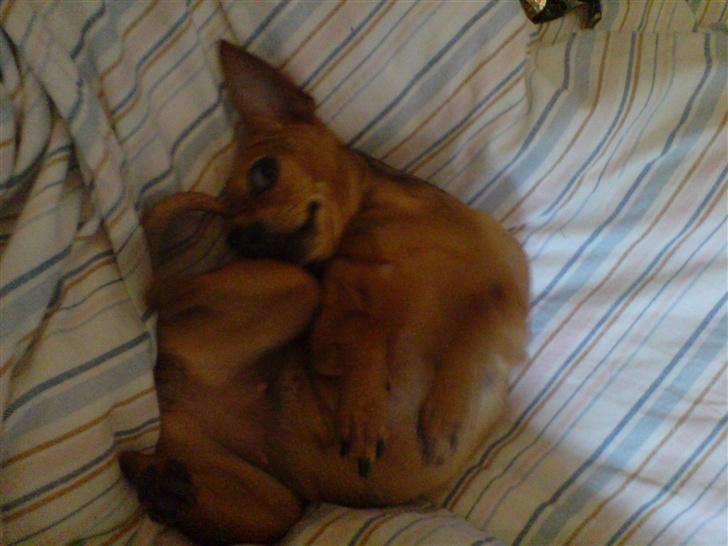 Chihuahua Coco<3 - UUhhhhh :b billede 1