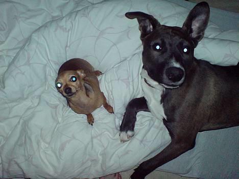 Chihuahua Coco<3 - hej hej :) Coco og Hekter hygger... billede 4
