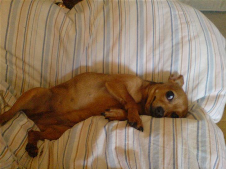 Chihuahua Coco<3 - ........:) billede 5