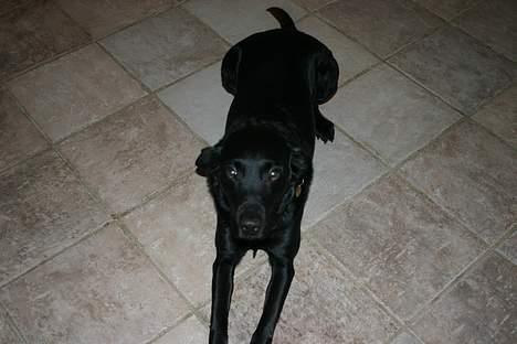 Labrador retriever Silas * R.I.P. * - Vov vov ,, Kender jeg ikk dig ? :)  billede 3