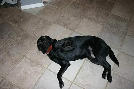 Labrador retriever Silas * R.I.P. * - Klø mig , Pleace !  billede 4