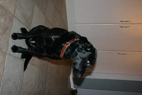 Labrador retriever Silas * R.I.P. * - Profilen , <33  billede 5