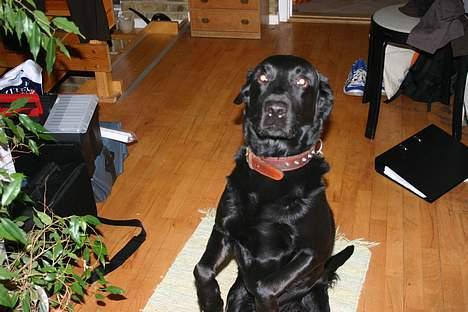 Labrador retriever Silas * R.I.P. * - Dav Dav , Er jeg ikk smuk ? <33  billede 6