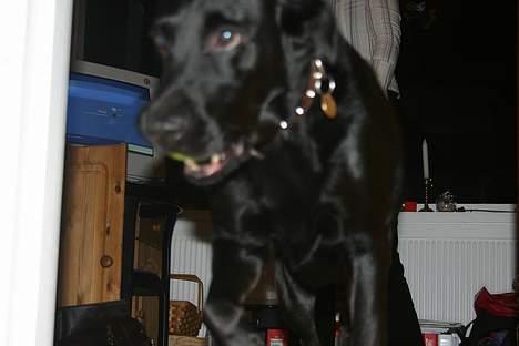 Labrador retriever Silas * R.I.P. * - Flyt dig , ikk fler billeder nu ! :) billede 7