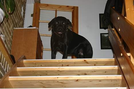 Labrador retriever Silas * R.I.P. * - Putte , <33  billede 8