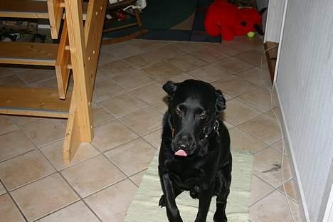 Labrador retriever Silas * R.I.P. * - Smuk og bare dejlig , <3  billede 9