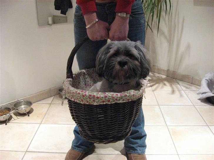 Lhasa apso Frido - Jeg troede det var min kurv- undrede mig godt over at den kunne flyve? billede 8