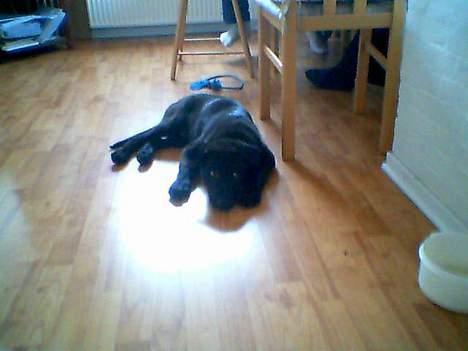 Blanding af racer Bamse - Det er bare dejligt at ligge og slappe af<3 billede 1