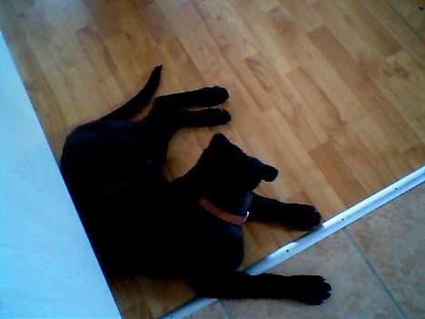 Blanding af racer Bamse - Hey.. Hva sker der?? billede 2