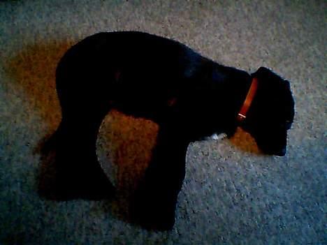 Blanding af racer Bamse - Fuck hvor jeg er træt, tager lige en halv time. billede 3