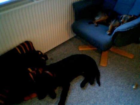 Blanding af racer Bamse - Ja jeg er jo for stor til at ligge i stolen, så det for Fie lov til :D billede 4