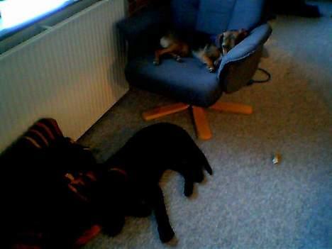 Blanding af racer Bamse - Dejligt at ligge her ved tæppet.. billede 5