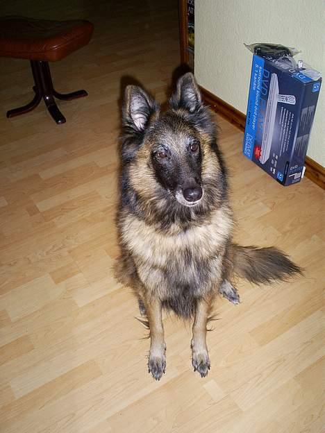 Belgisk hyrdehund Centa - R.I.P. billede 1