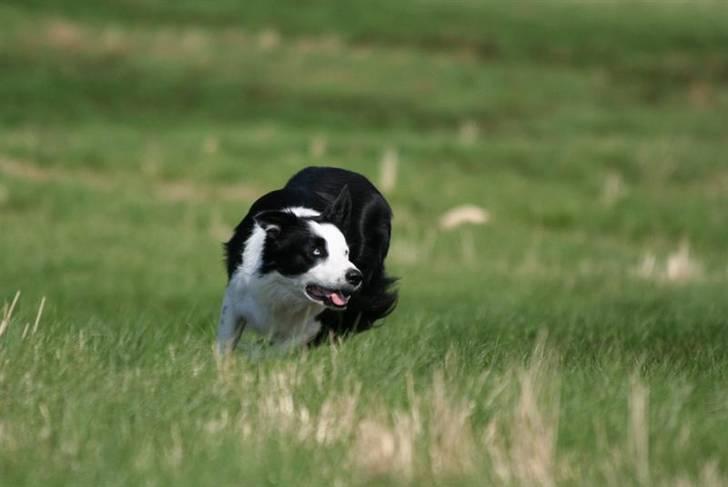 Border collie Blue - Arbejde med fuld knald på billede 5