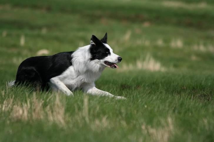 Border collie Blue billede 6