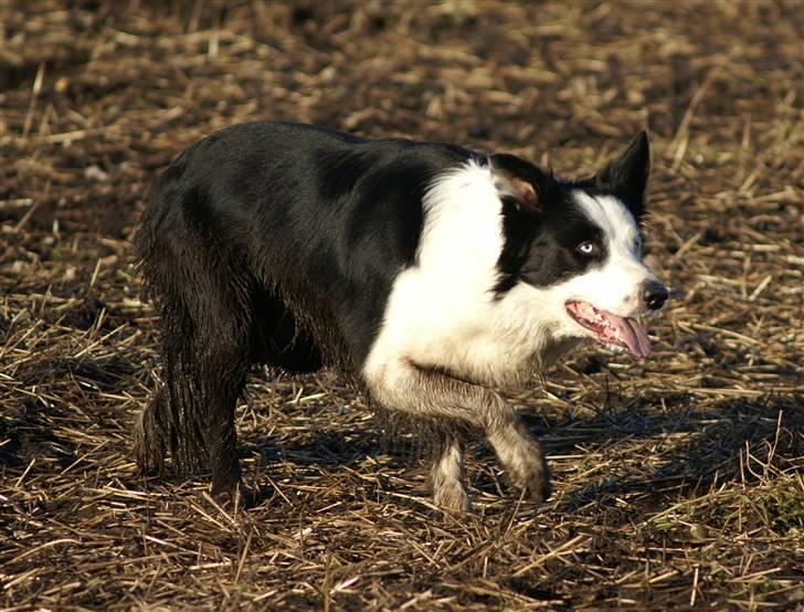 Border collie Blue - FLYT jer.... billede 7