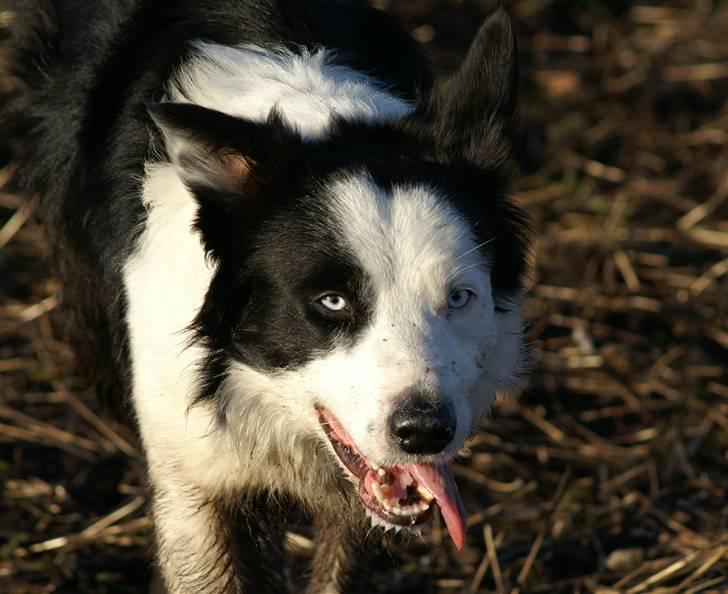 Border collie Blue - De smukke intense øjne når han arbejder billede 8