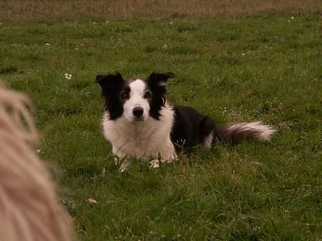 Border collie Andy (Canis) R.I.P - Jeg har dem.... billede 3