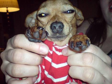Chihuahua Coco<3 - åååhhh billede 6
