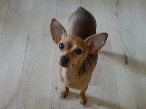 Chihuahua Coco<3 - hej med jer:) billede 7