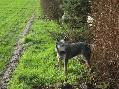 Australsk cattledog Tess billede 11