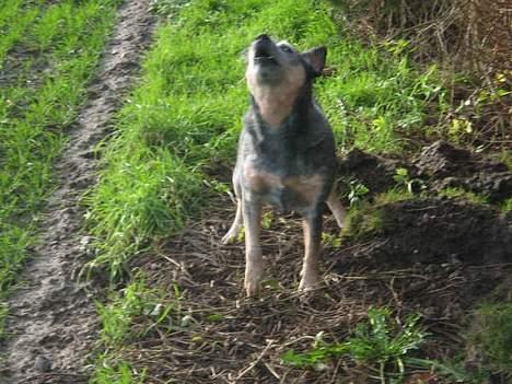 Australsk cattledog Tess - Sådan står man og galper op, hvis der ikke lige er noget som gider lege. billede 12