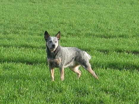 Australsk cattledog Tess - Hun er sku lidt lækker ;o) billede 13