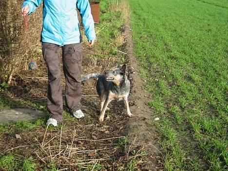 Australsk cattledog Tess - Kast så den bold for satan!!! billede 14