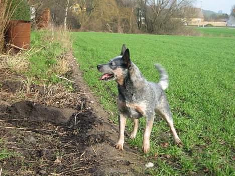 Australsk cattledog Tess - Man er på mærkerne. billede 15