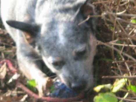 Australsk cattledog Tess - Ynglingsbeskæftigelse. Alt legetøj skal splittes ad. billede 16