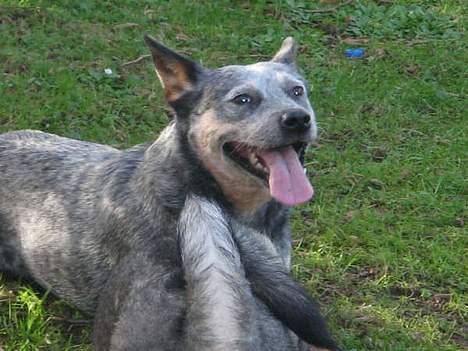 Australsk cattledog Tess - Husk at trække vejret. billede 17