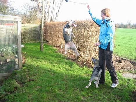 Australsk cattledog Tess - Totalt meget springhund. billede 18