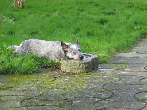 Australsk cattledog Tess - Jeg køler lige lidt af her i fuglebadet *LOL* billede 19