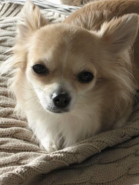 Chihuahua Chili billede 1