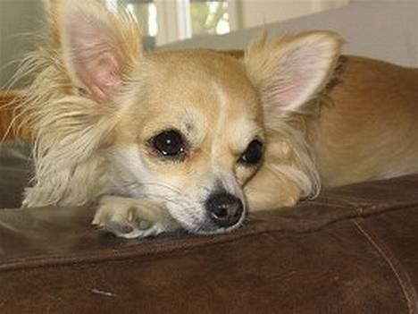 Chihuahua Chili billede 2