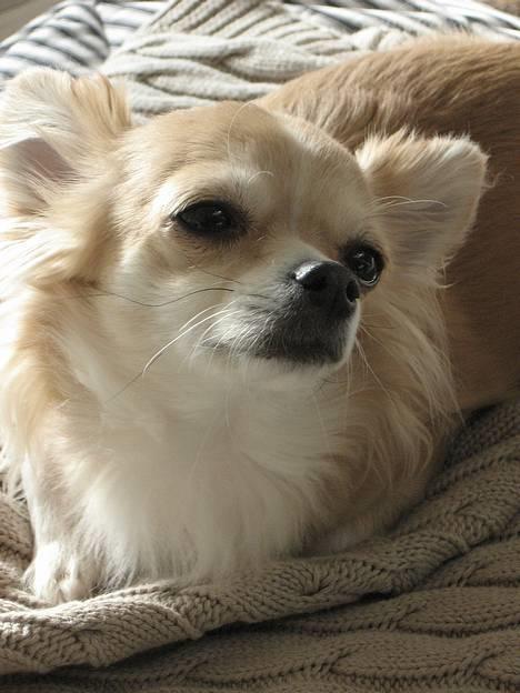 Chihuahua Chili - "Diva Dog"  billede 3