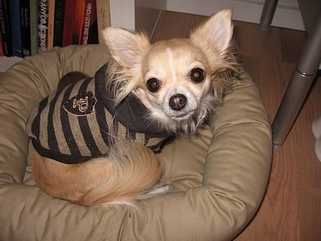 Chihuahua Chili - mit "hip-hop" look i hætte-trøje billede 4
