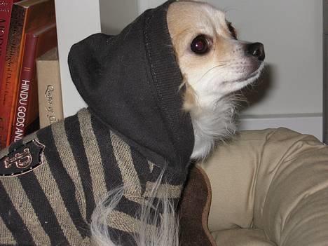 Chihuahua Chili - "Gangster-Dog"  billede 5