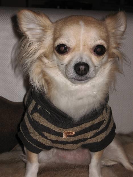 Chihuahua Chili billede 6