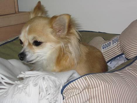 Chihuahua Chili billede 7