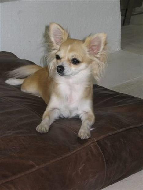 Chihuahua Chili billede 8