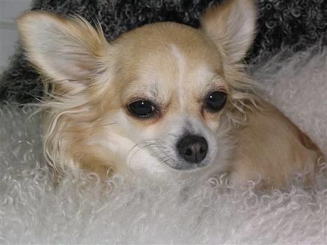 Chihuahua Chili billede 9