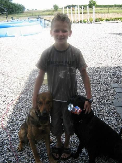 Blanding af racer Tyson - Mig og mine 2 hunde Trine & Tyson billede 1