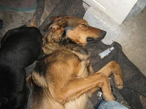 Blanding af racer Tyson - tar mig lige en lur zzzzzzzzzzzzzzzzzzzzzzzzz billede 2