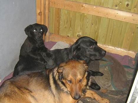 Blanding af racer Tyson - min familie billede 3