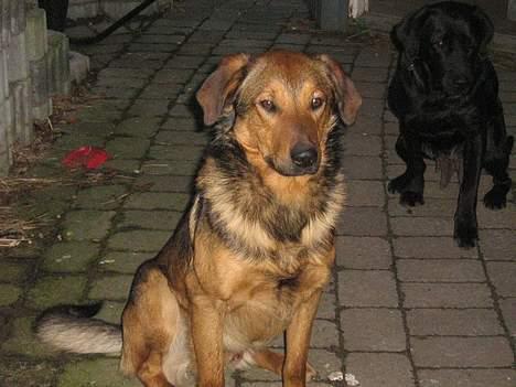 Blanding af racer Tyson - skal vi lege billede 4